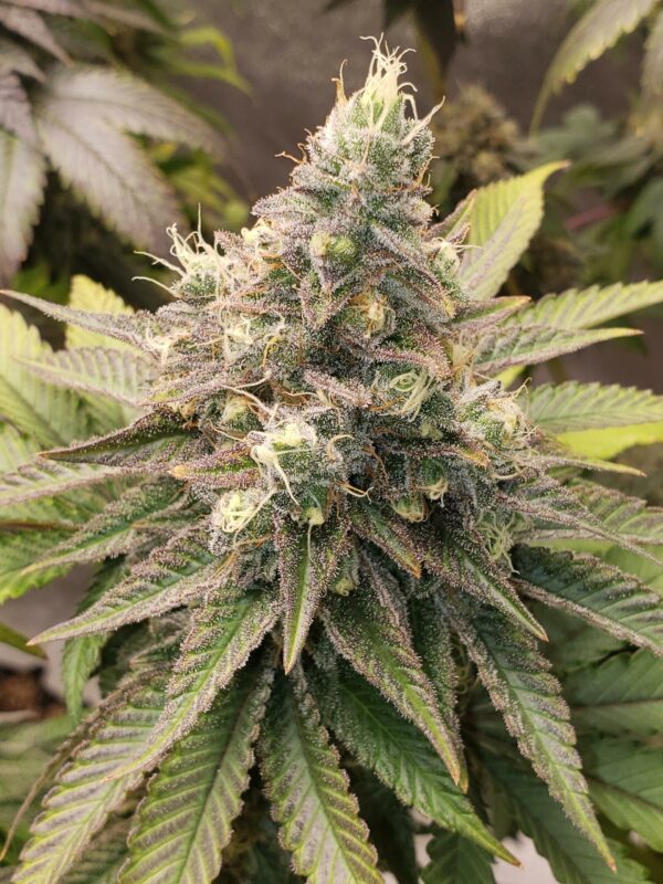 Farmer's Fire F1 (Cherry Pie x DJ Short F4 Blueberry) 13 Regular Seeds - Image 4