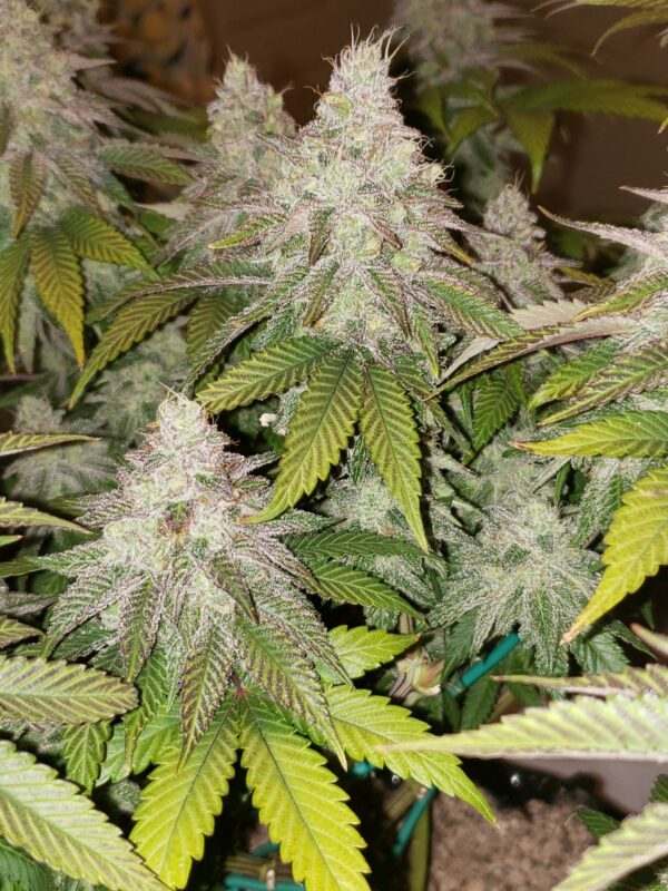 Farmer's Fire F1 (Cherry Pie x DJ Short F4 Blueberry) 13 Regular Seeds - Image 2