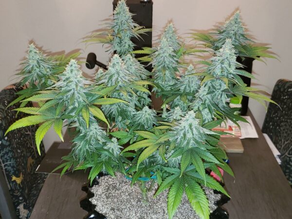 Farmer's Fire F1 (Cherry Pie x DJ Short F4 Blueberry) 13 Regular Seeds - Image 3