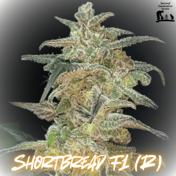 Shortbread F1 (Lambsbread Sour Diesel x DJ Short F4 Blueberry) 13 Regular Seeds