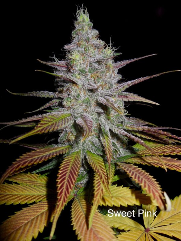 Sweet Pink F1 (Pink Champagne x DJ Short F4 Blueberry) 13 Regular Seeds - Image 3