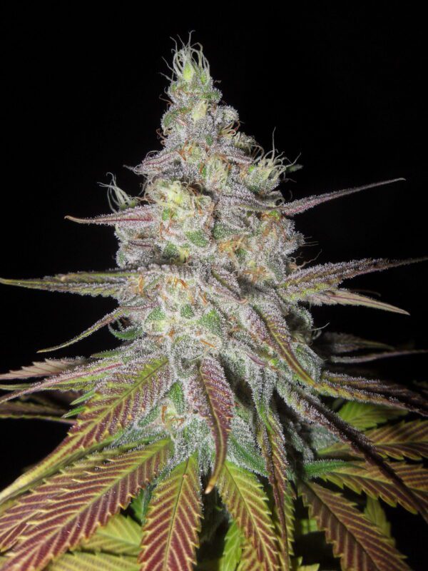 Sweet Pink F1 (Pink Champagne x DJ Short F4 Blueberry) 13 Regular Seeds - Image 2