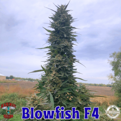 Blowfish Cola Outdoors Fall 2025 IG