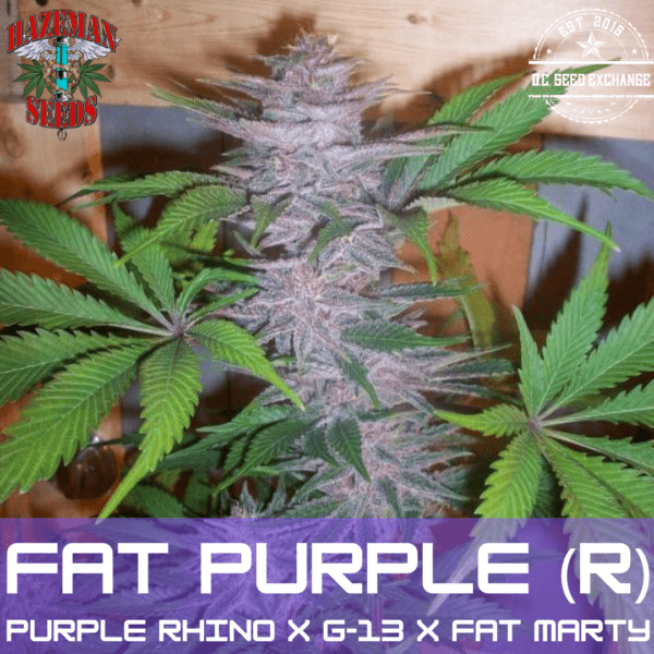 Fat Purple ([Purple Rhino x G-13] x Fat Marty) 12 Regular Seeds