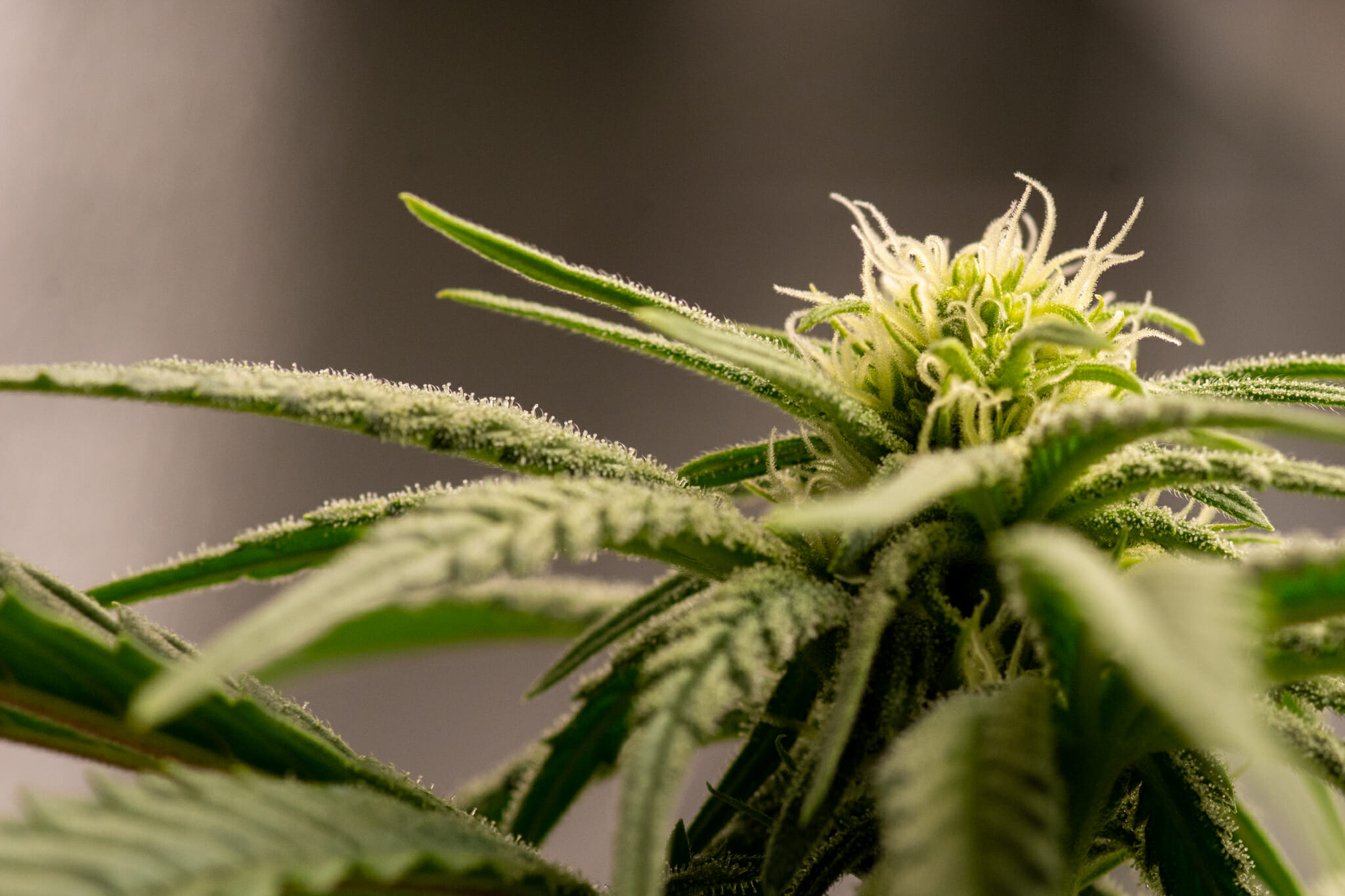 Elephant Stomper F1 (Purple Elephant Cut X Grape Stomper x Aloha White Widow) 12 Regular Seeds - Image 5