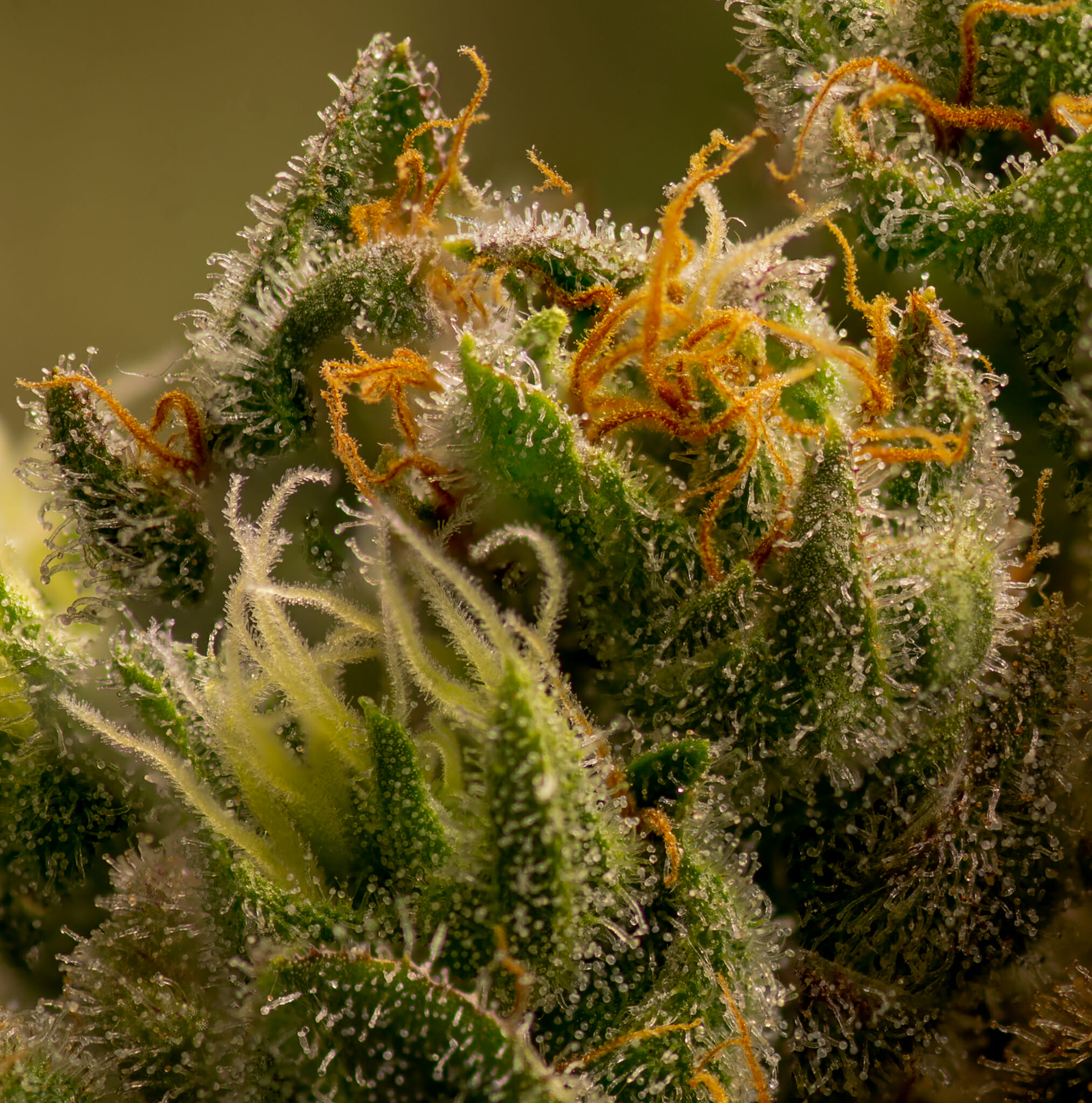 Elephant Stomper F1 (Purple Elephant Cut X Grape Stomper x Aloha White Widow) 12 Regular Seeds - Image 2