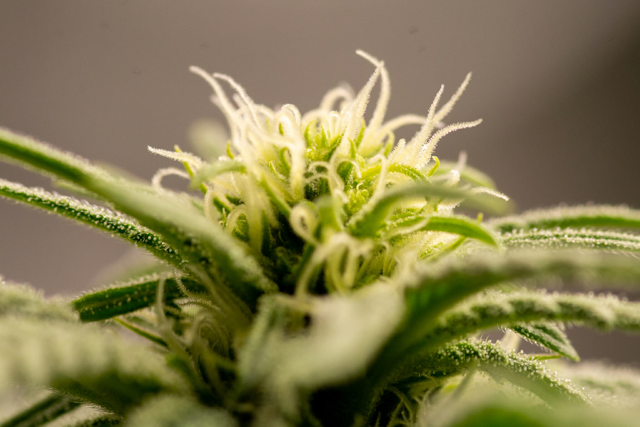 Elephant Stomper F1 (Purple Elephant Cut X Grape Stomper x Aloha White Widow) 12 Regular Seeds - Image 10