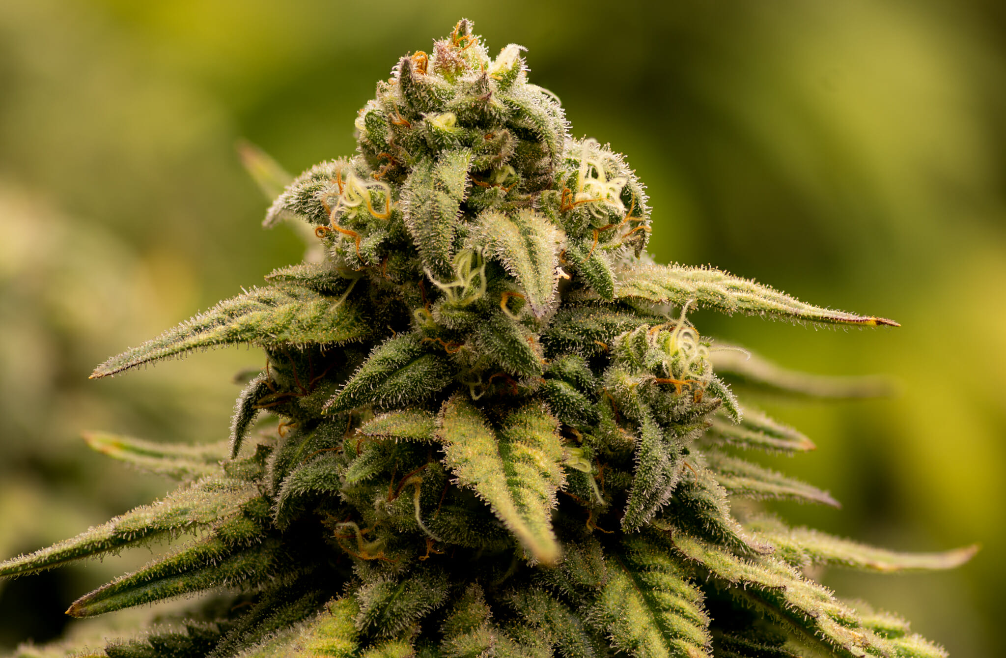 Elephant Stomper F1 (Purple Elephant Cut X Grape Stomper x Aloha White Widow) 12 Regular Seeds