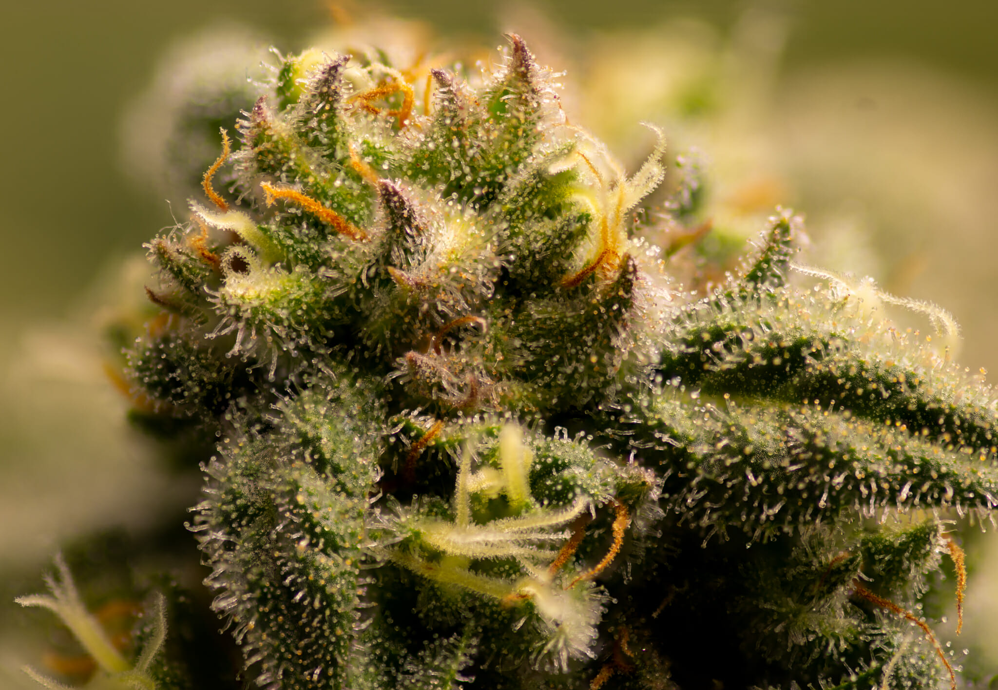 Elephant Stomper F1 (Purple Elephant Cut X Grape Stomper x Aloha White Widow) 12 Regular Seeds - Image 3