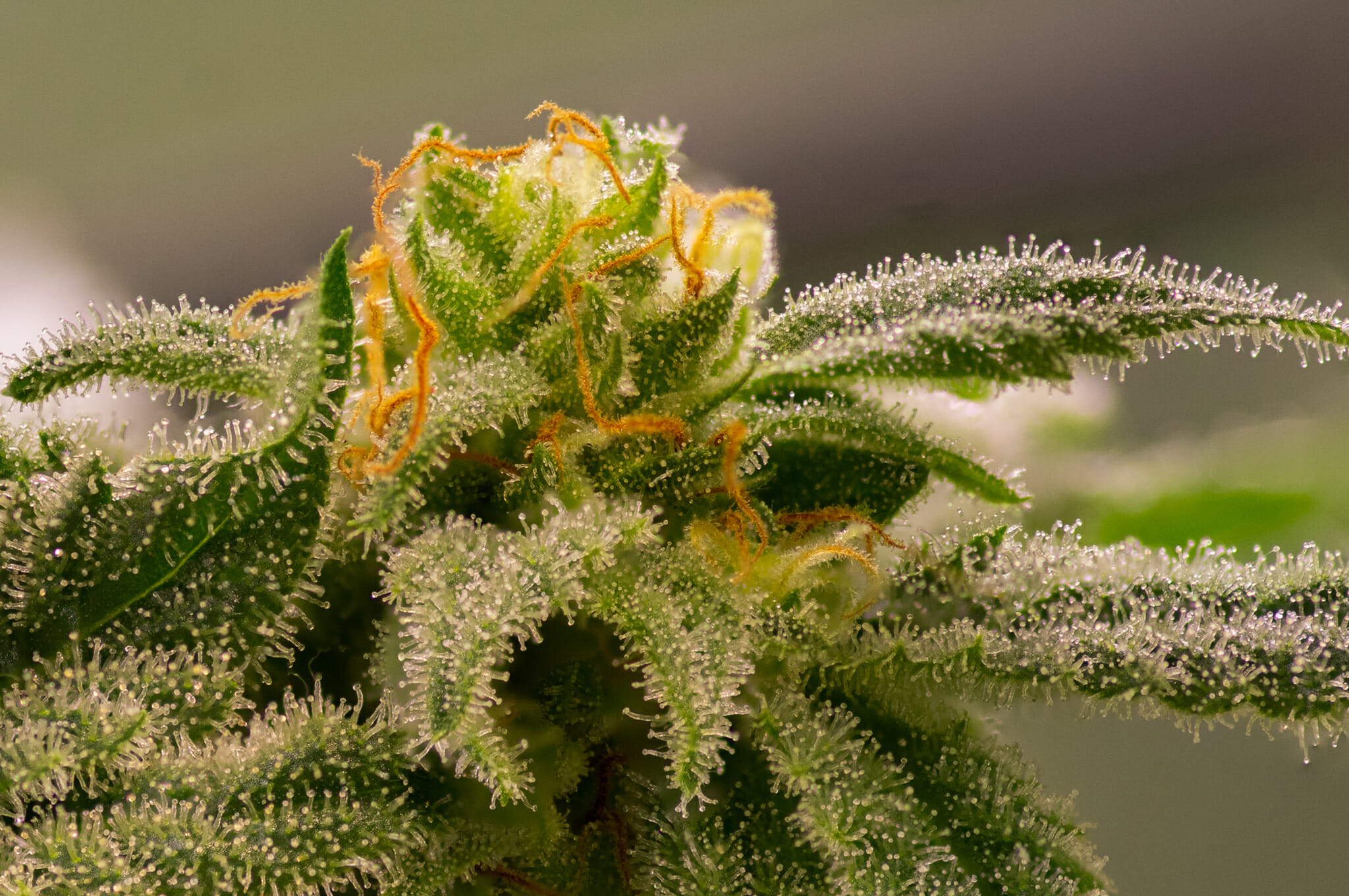 Elephant Stomper F1 (Purple Elephant Cut X Grape Stomper x Aloha White Widow) 12 Regular Seeds - Image 4