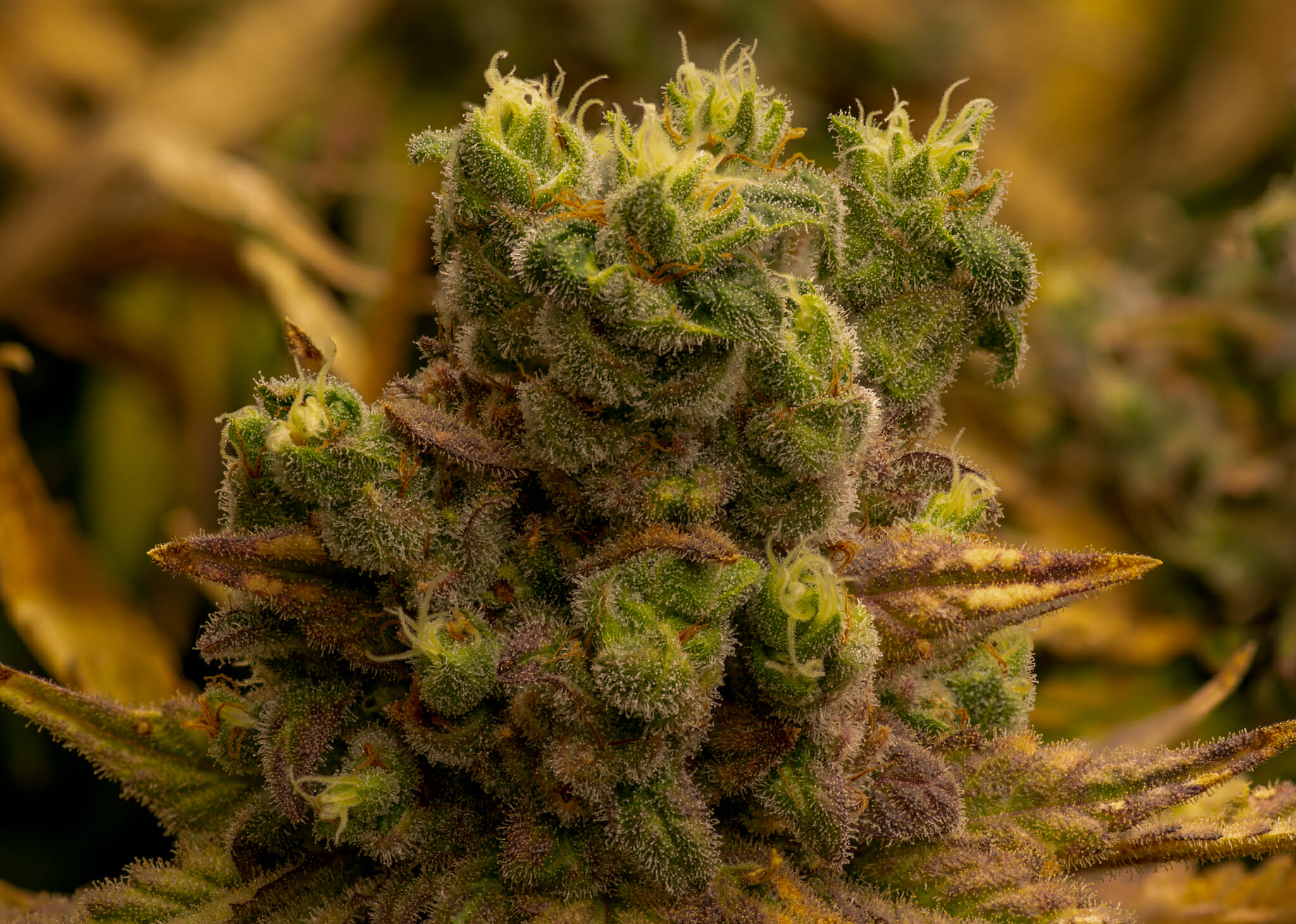 Elephant Stomper F1 (Purple Elephant Cut X Grape Stomper x Aloha White Widow) 12 Regular Seeds - Image 8