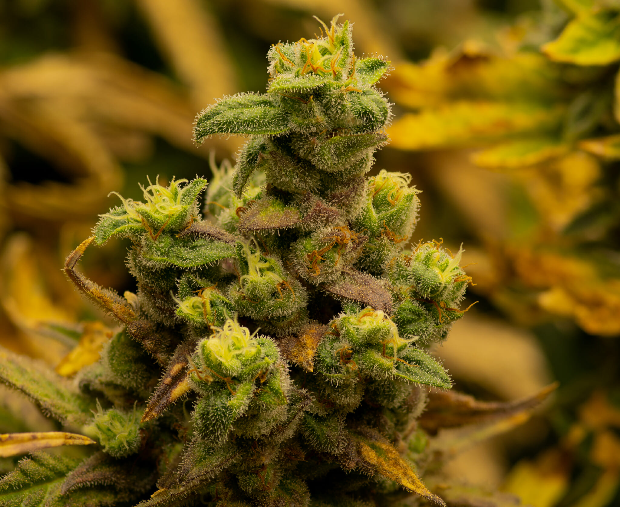 Elephant Stomper F1 (Purple Elephant Cut X Grape Stomper x Aloha White Widow) 12 Regular Seeds - Image 7