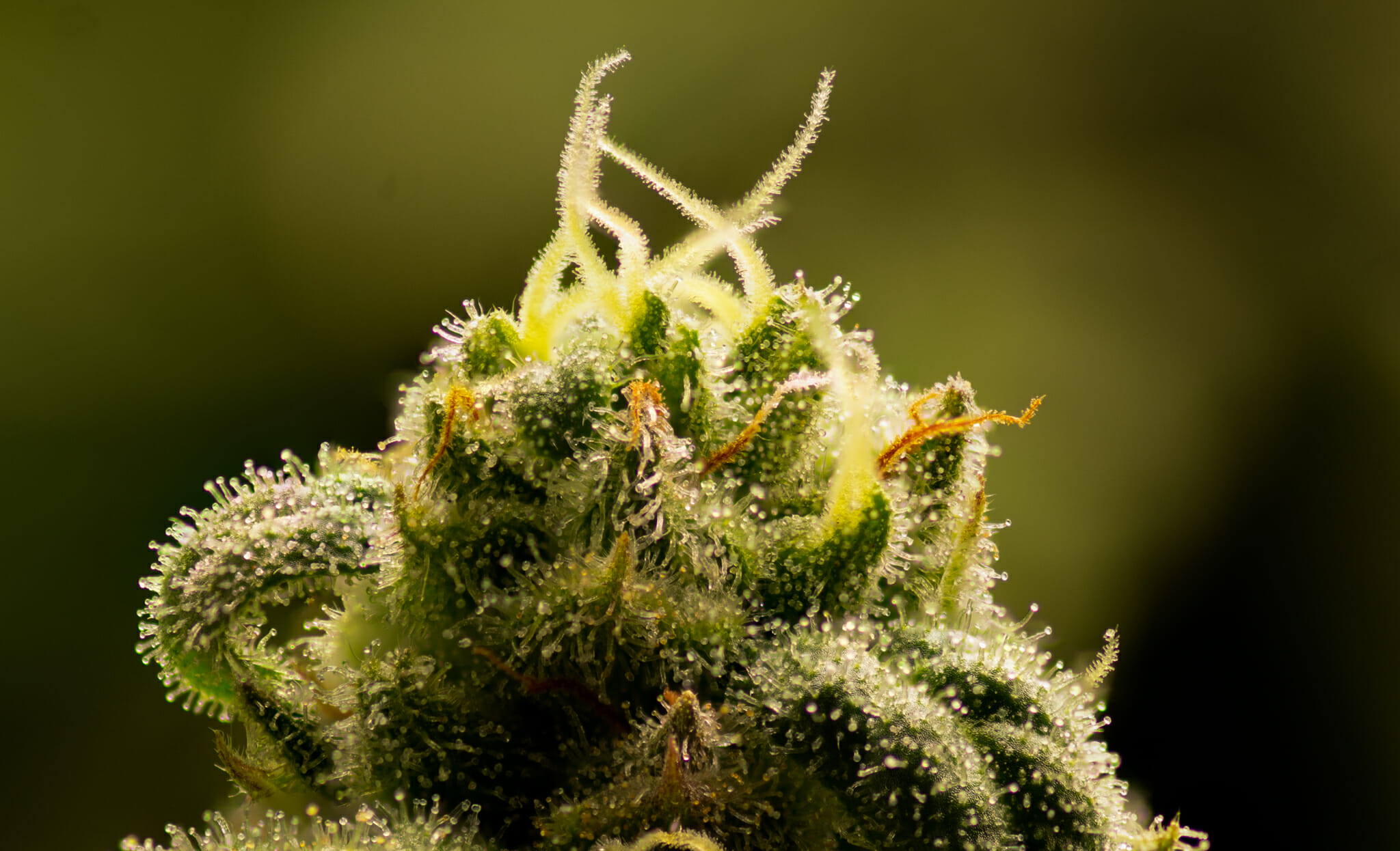 Elephant Stomper F1 (Purple Elephant Cut X Grape Stomper x Aloha White Widow) 12 Regular Seeds - Image 6