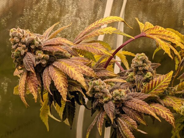 White Grapes F1 (Aloha White Widow x Grape Stomper/Aloha White Widow) 12 Regular Seeds - Image 2