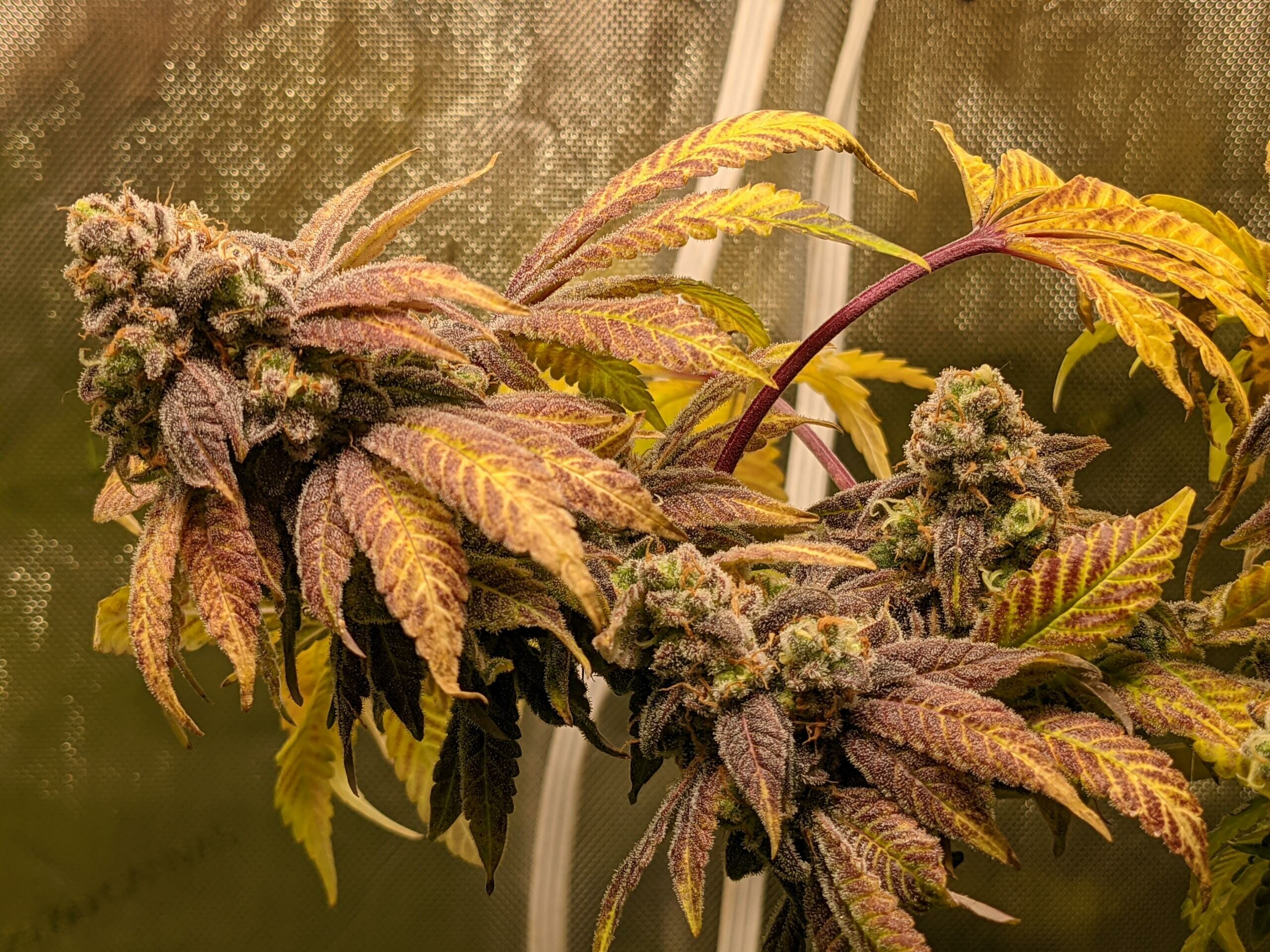 White Grapes F1 (Aloha White Widow x Grape Stomper/Aloha White Widow) 12 Regular Seeds - Image 2