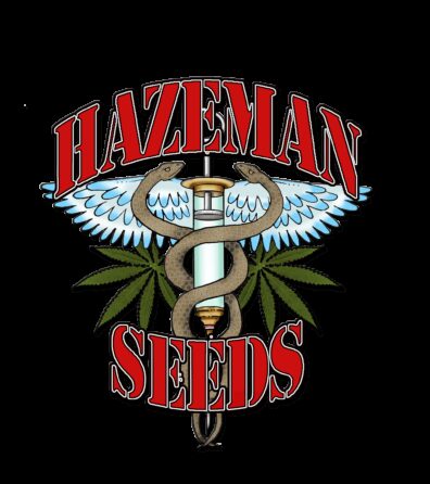 P.O.W. (Pacific G13/Hashplant x Purple Indica) 12 Regular Seeds