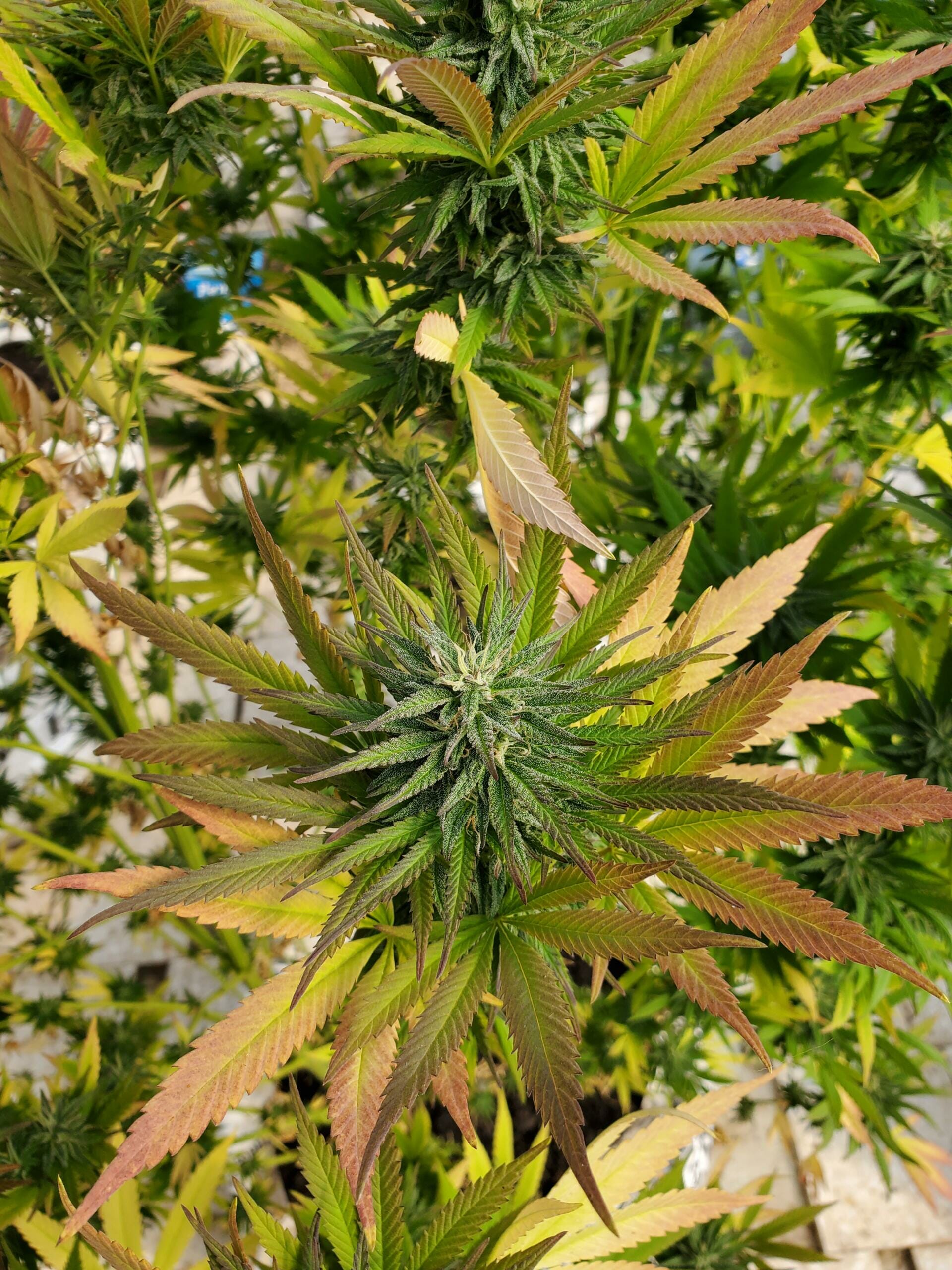 Blood Rose F1 12 Regular Seeds - Image 2