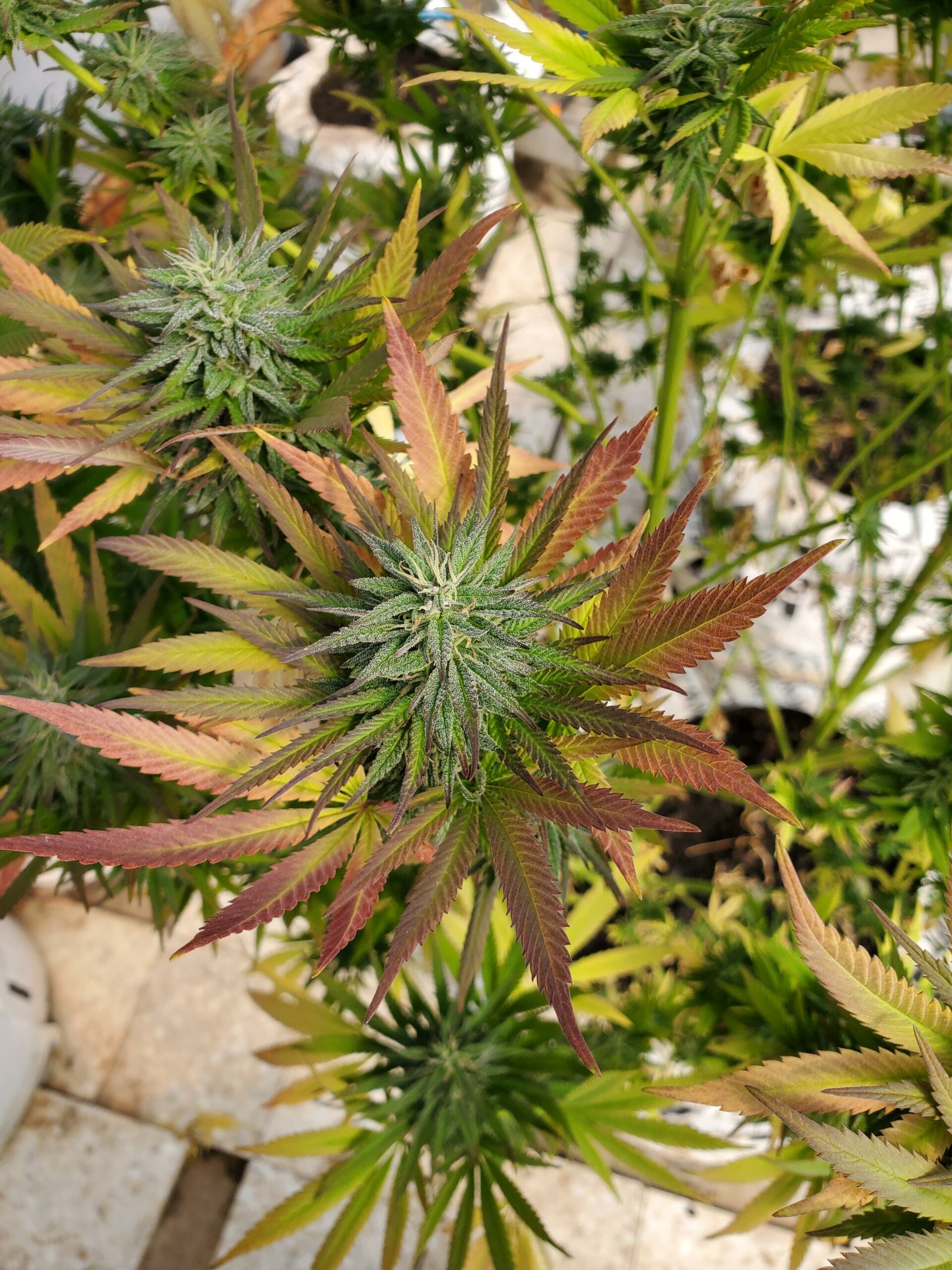 Blood Rose F1 12 Regular Seeds - Image 3