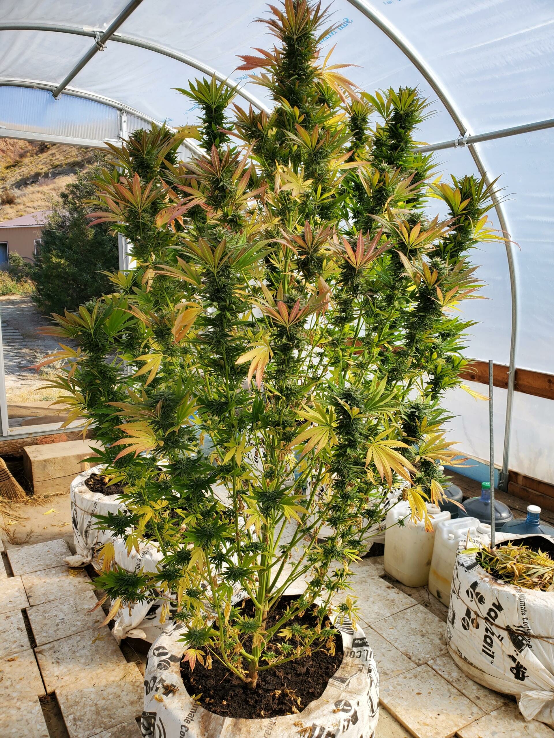 Blood Rose F1 12 Regular Seeds - Image 4