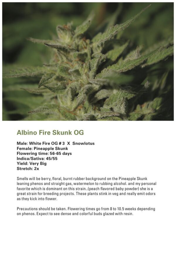 Albino Fire Skunk OG (Pineapple Skunk x (White Fire OG # 3 X Snowlotus)) 12 Regular Seeds