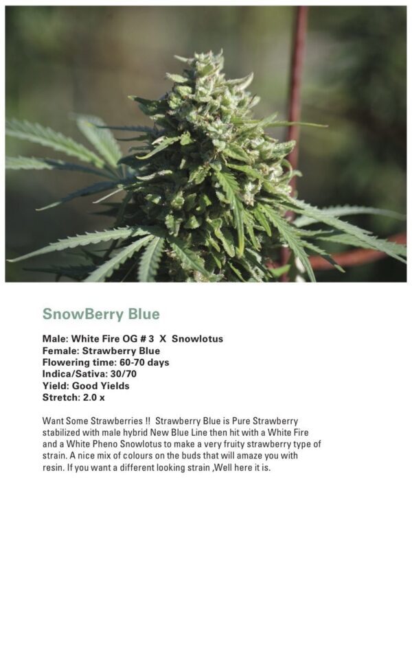 Snowberry Blue (Strawberry Blue x (White Fire OG #3 x Snowlotus)) 12 Regular Seeds