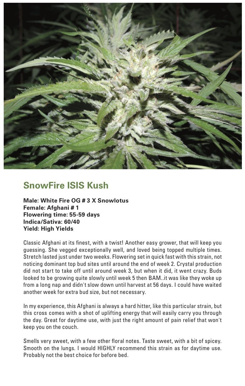 Snowfire Afghan Kush (Afghani #1 x (White Fire OG #3 x Snowlotus)) 12 Regular Seeds