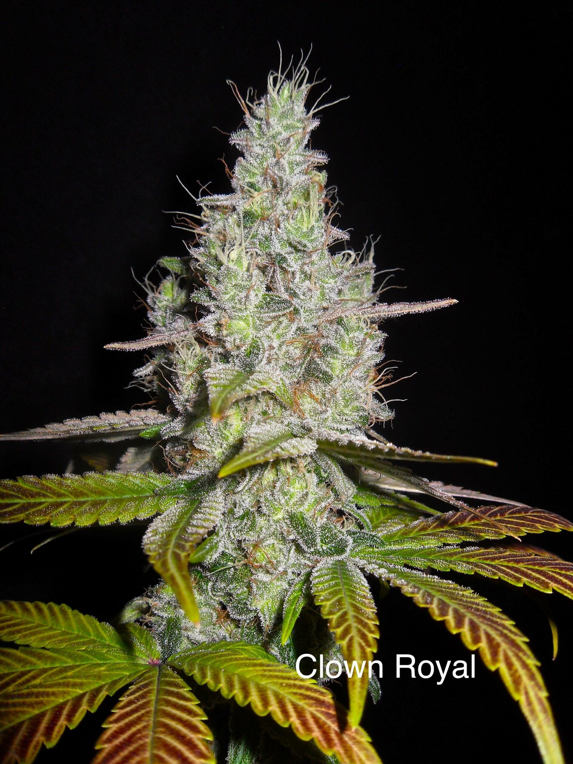 Clown Royal (Gorilla Glue #4 x DJ Short F4 Blueberry) 14 Regular Seeds