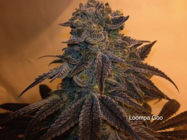 Loompa Goo (Mendo Afgoo x DJ Short F4 Blueberry) 14 Regular Seeds
