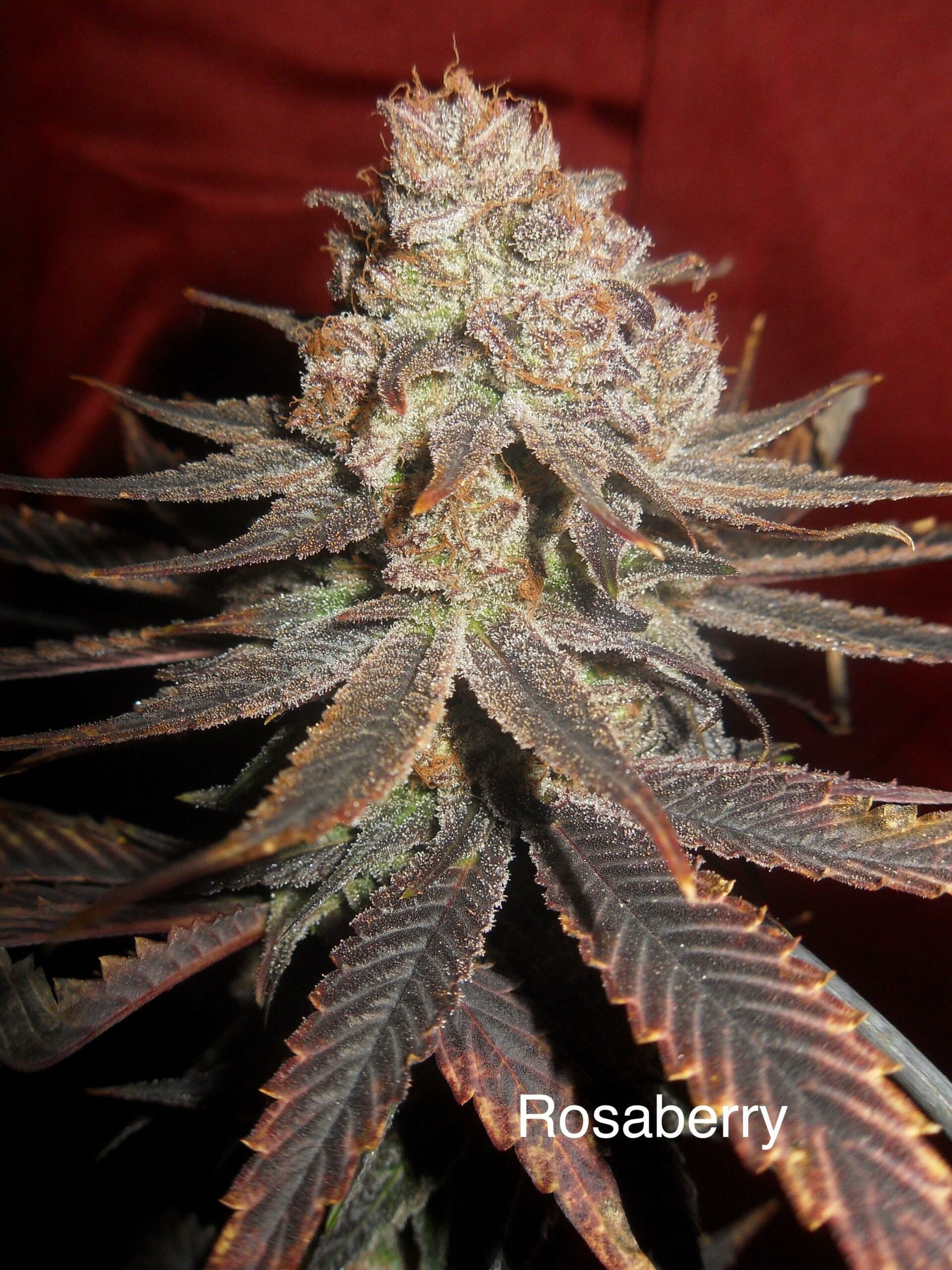 Rosaberry **HIGH  CBD** (AC/DC x DJ Short F4 Blueberry) 14 Regular Seeds