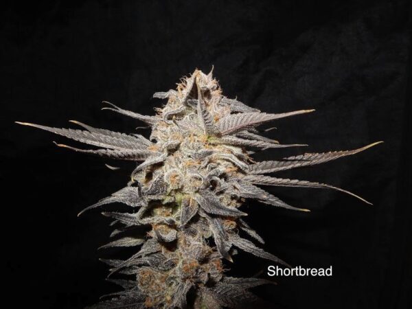 Shortbread (Lambsbread Sour Diesel x DJ Short F4 Blueberry) 14 Regular Seeds