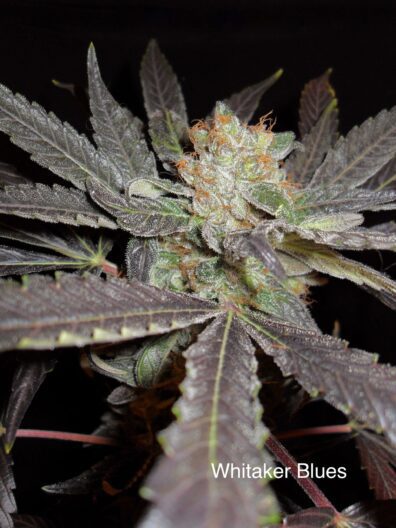 Whitaker Blues (Jd's Quimby cut x DJ Short F4 Blueberry) 14 Regular Seeds