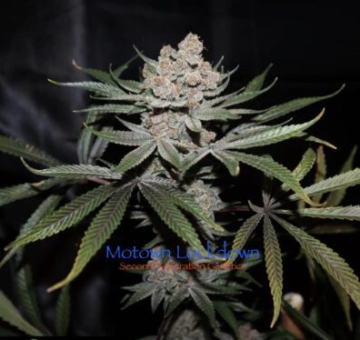 Motown Lockdown F1 (Sacajawea #10B x DJ Short F4 Blueberry) 13 Regular Seeds