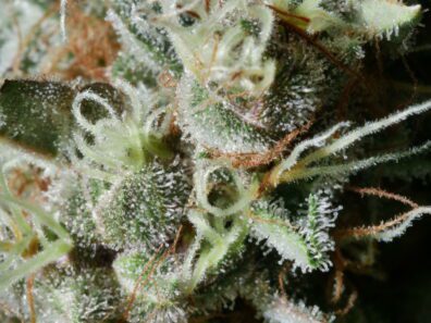 PuTang F1 (Star Pupil x Tangie) 6 Feminized Seeds