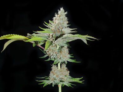 PuTang F1 (Star Pupil x Tangie) 6 Feminized Seeds