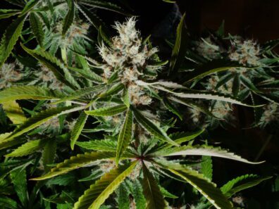 PuTang F1 (Star Pupil x Tangie) 6 Feminized Seeds