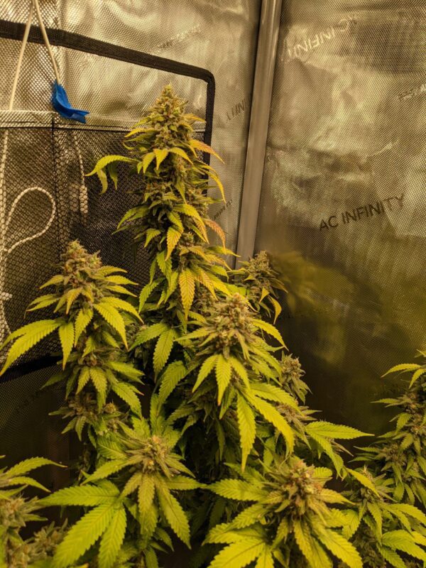 Urban Poison F1 (Green Crack x Durban Poison) 12 Regular Seeds - Image 2