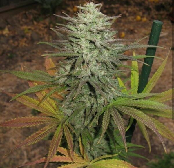 Rollin '88 (Tranquil Elephantizer Remix Stray Cut x Snow Queen) 10 Regular Seeds