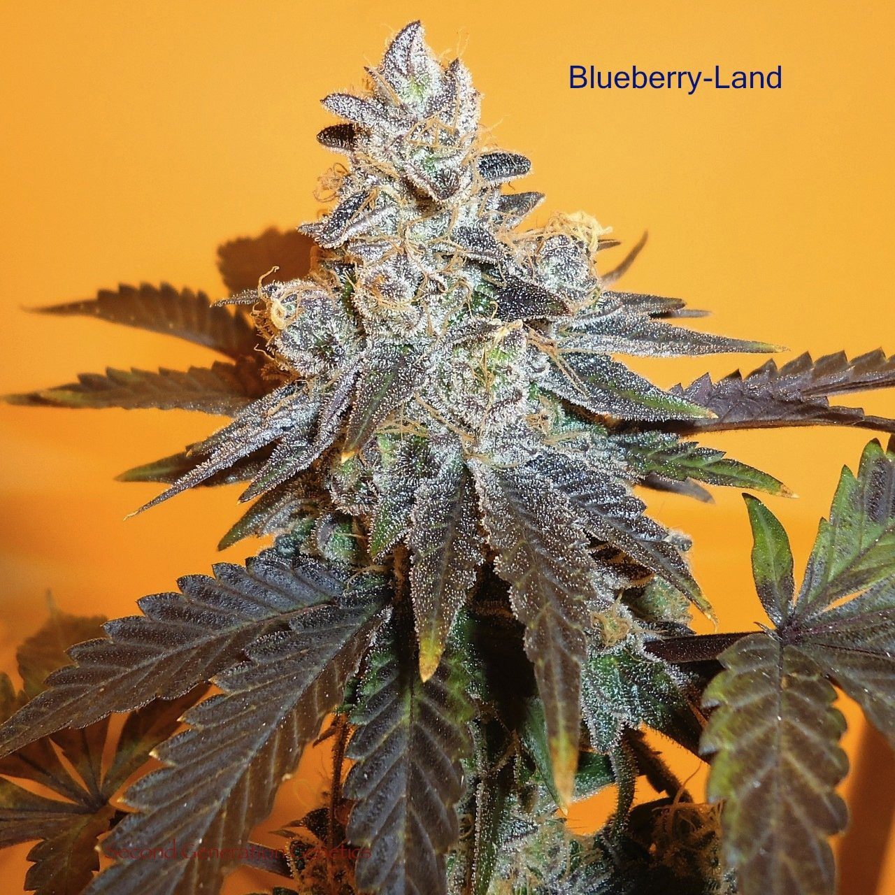 Blueberry-Land (Candyland x DJ Short F4 Blueberry) 13 Regular Seeds