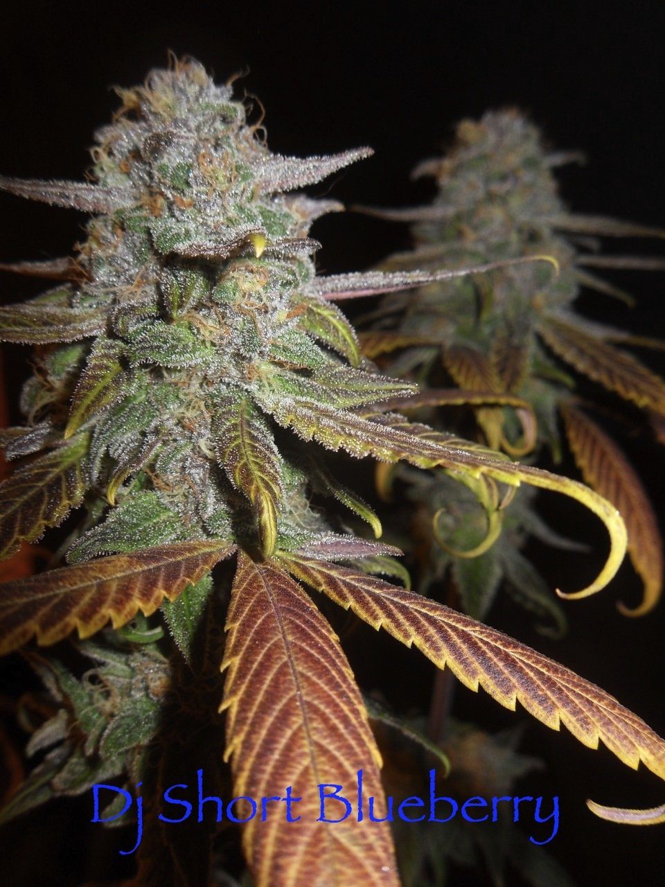 The Original Blueberry F5 14 Regular Seeds