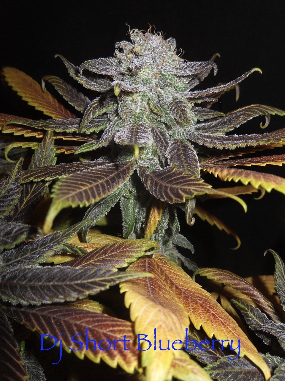 The Original Blueberry F5 14 Regular Seeds