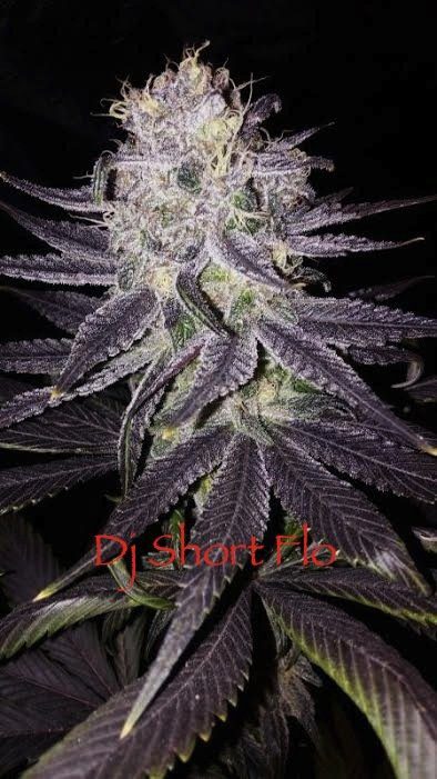 The Original Flo 14 Regular Seeds