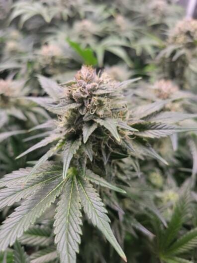 HeadChez (UK Cheese x Headband) 12 Regular Seeds