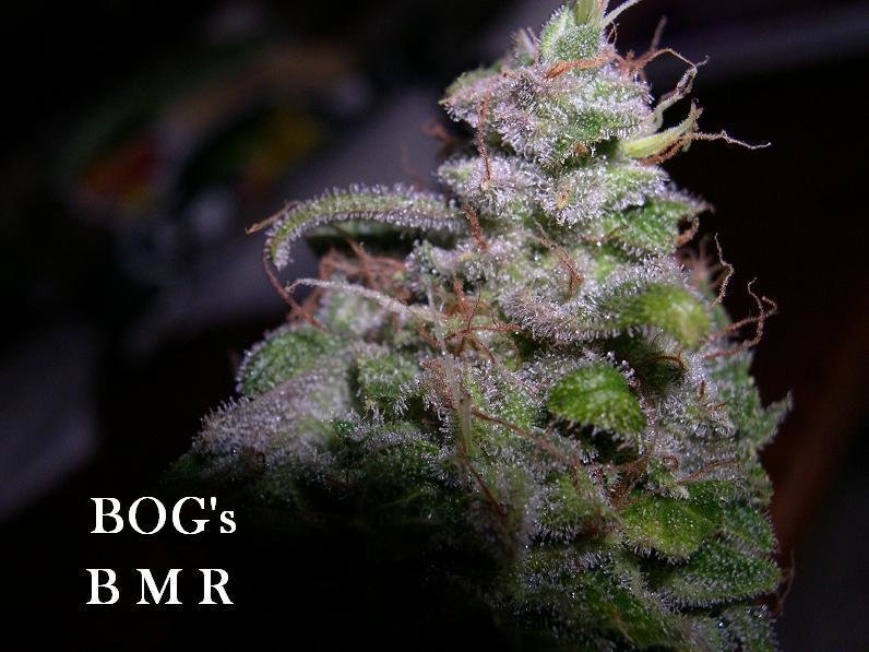 Blue Moon Rocks (Blue Moon x BOG Bubble) 13 Regular Seeds