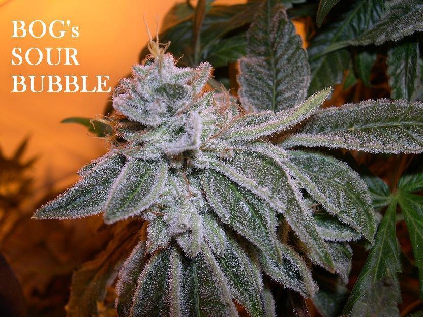 Sour Bubble 13 Regular Seeds