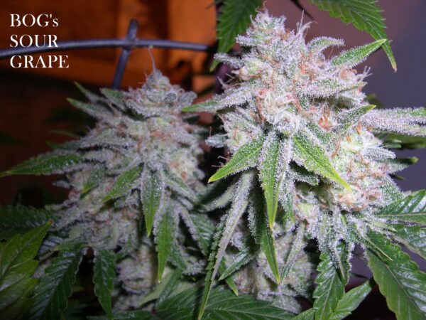Sour Grape (BOG Grape Punch x BOG Sour Bubble) 13 Regular Seeds
