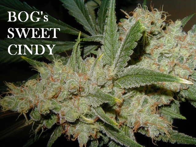 Sweet Cindy (Sweet Tooth #3 x Cinderella 99 x BOG Bubble) 13 Regular Seeds