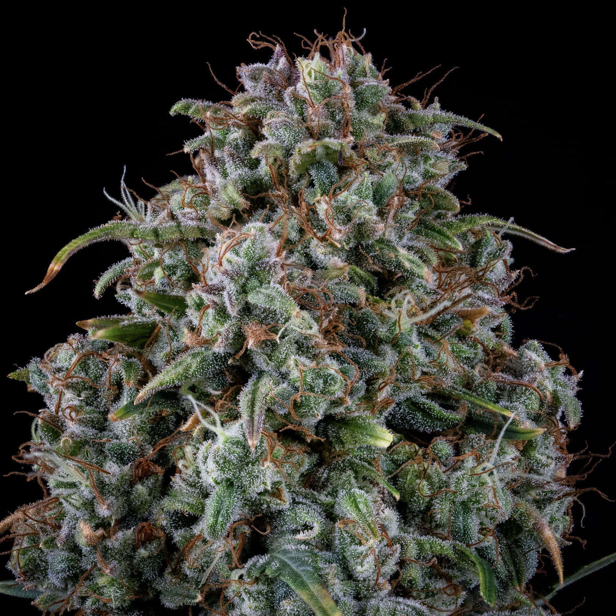 Alien vs. Triangle Auto F5 3 Feminized Seeds - Image 5