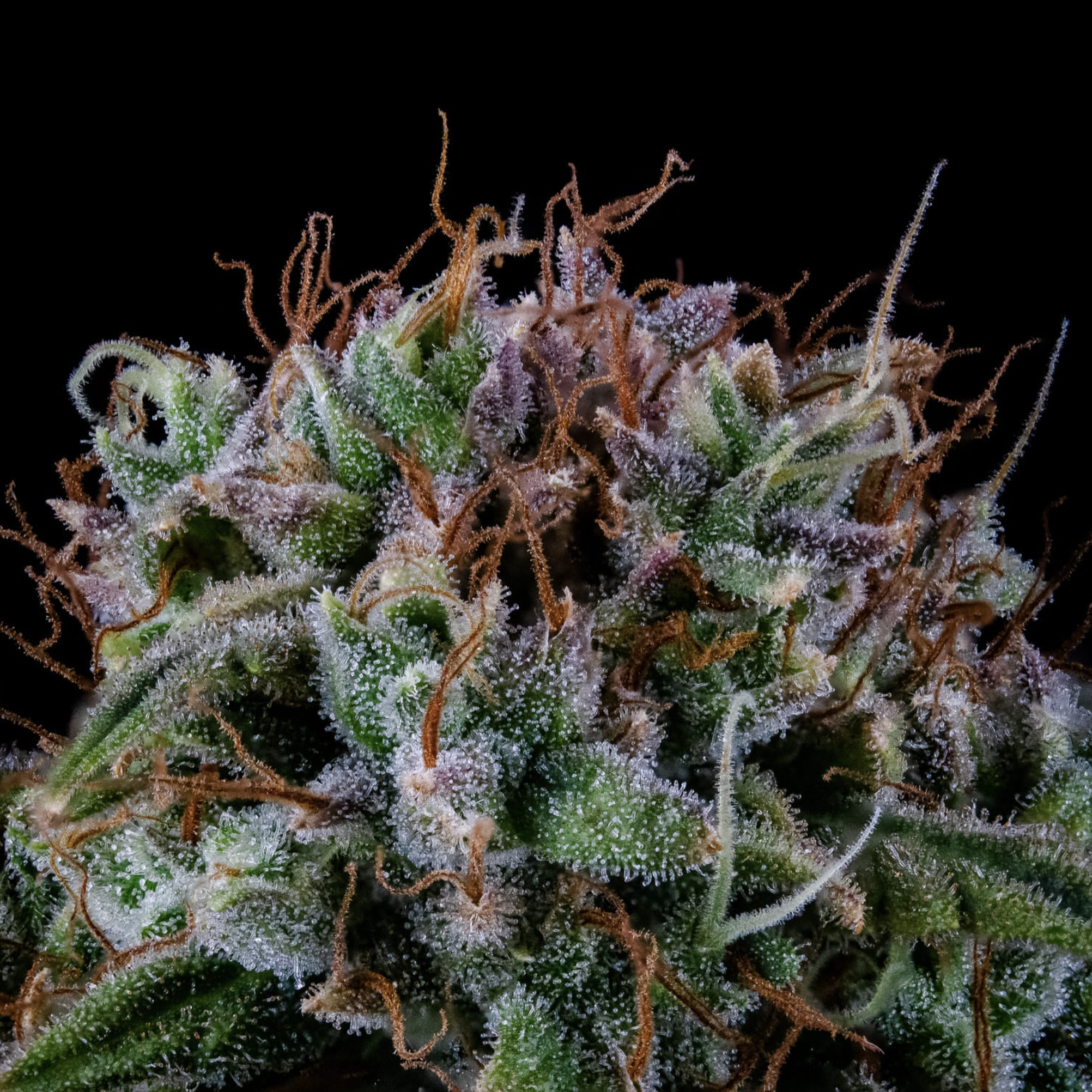 Alien vs. Triangle Auto F5 3 Feminized Seeds - Image 7