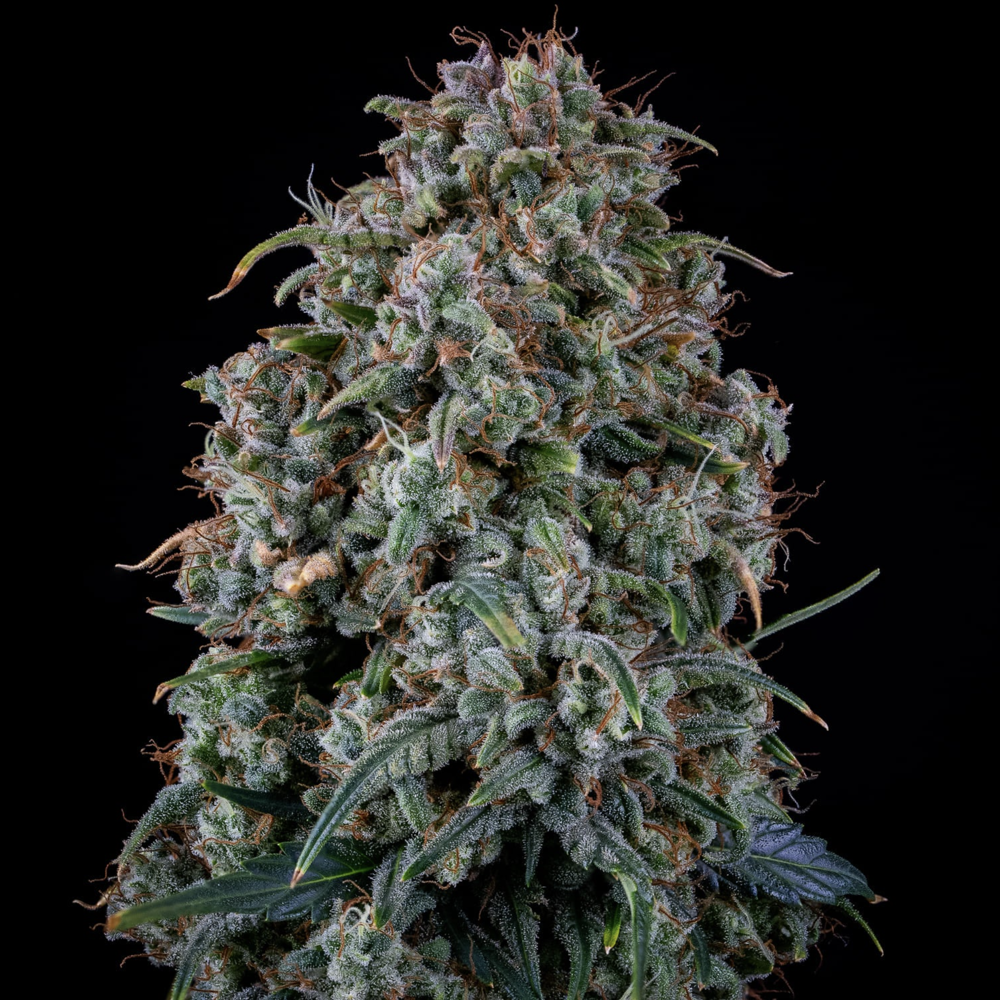 Alien vs. Triangle Auto F5 3 Feminized Seeds - Image 3