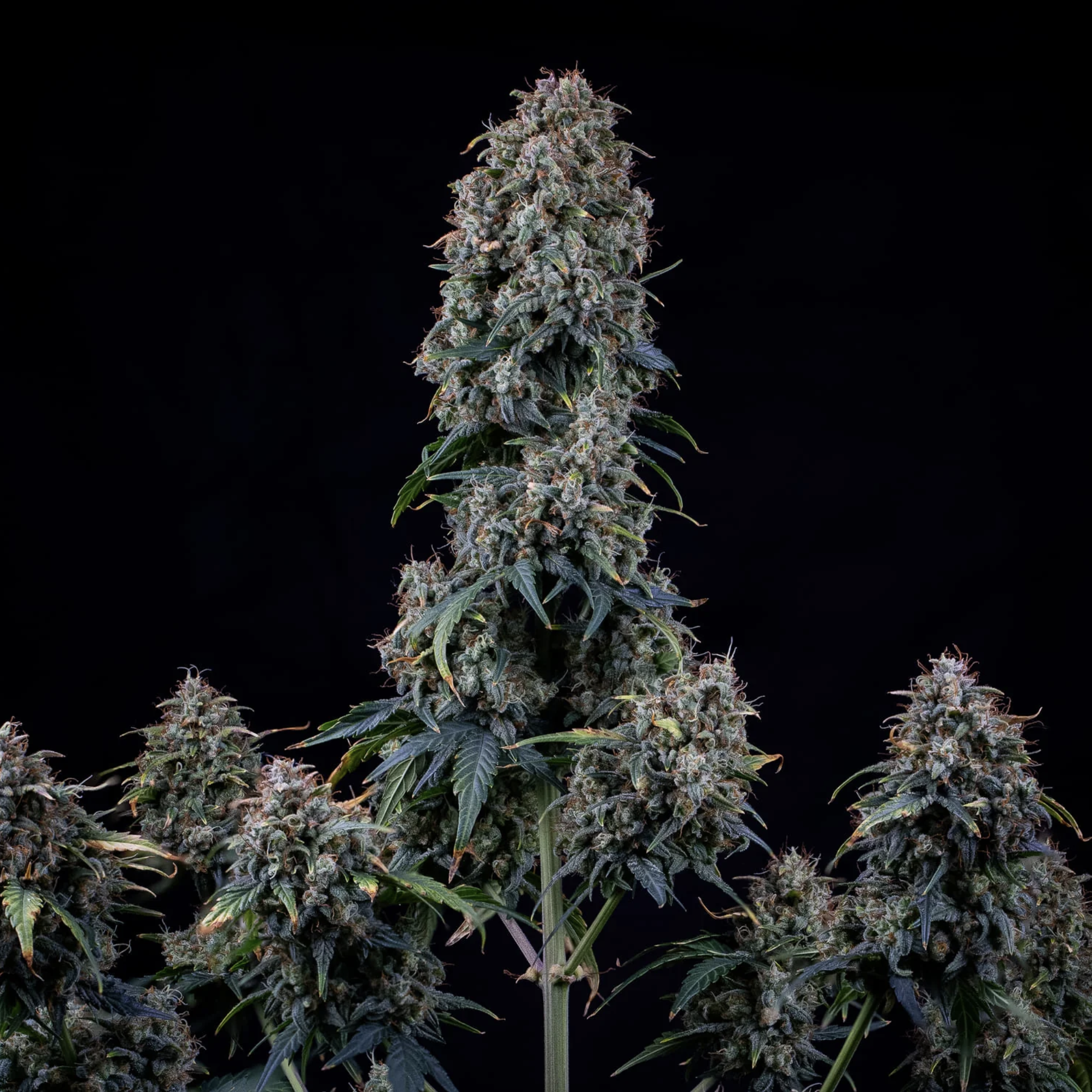 Alien vs. Triangle Auto F5 3 Feminized Seeds - Image 6